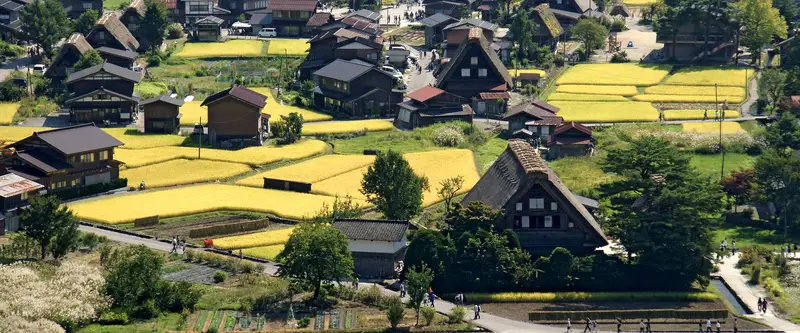maisons aux toits de chaume et rizières jaunies du village de Shirakawa-gō, vues de hauteur