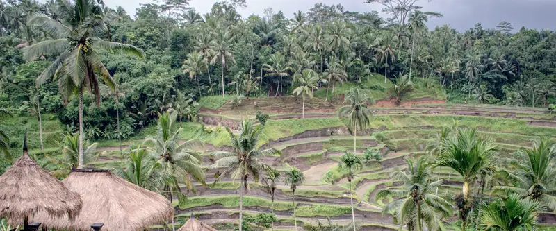rizières en terrasses et palmiers de Tegallalang, à Bali
